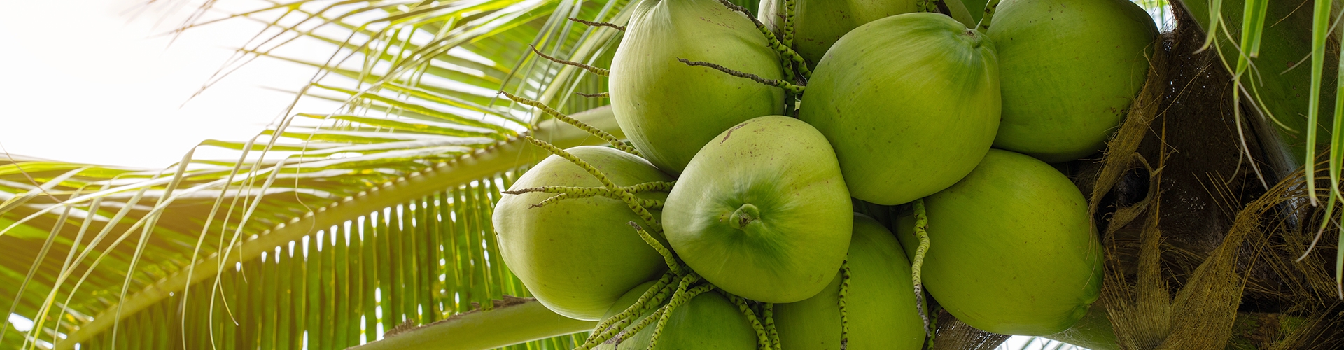 Dừa Gọt Kim Cương