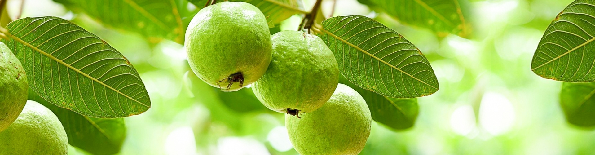 Ổi Nữ Hoàng