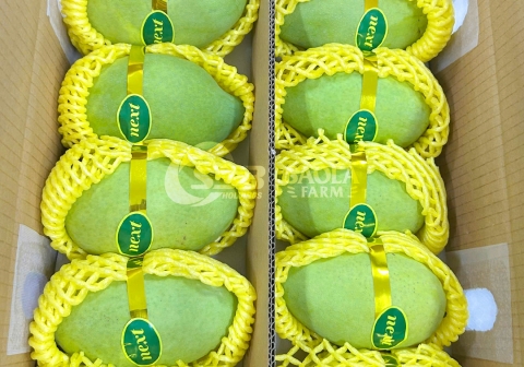 Thuyết phục thị trường khó tính, Saola Farm xuất khẩu thành công xoài cát Hòa Lộc sang Hàn Quốc