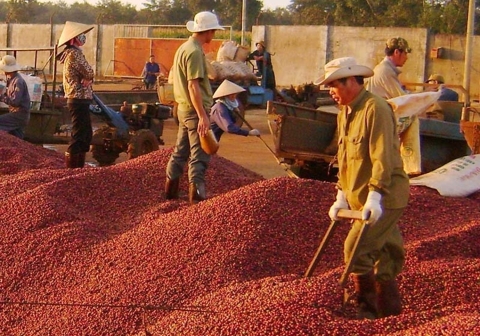 [Market News] Thắt chặt nguồn cung, giá cà phê xuất khẩu biến động