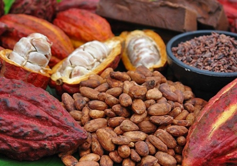 [Market News] Hàn Quốc gia hạn miễn thuế đối với cà phê, ca cao nhập khẩu