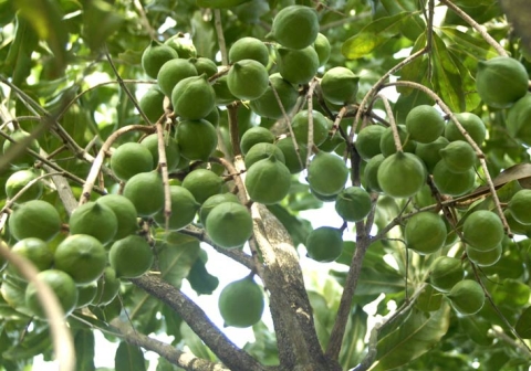 [Market News] Việt Nam sở hữu loại hạt đắt nhất thế giới mà toàn cầu đang ‘thèm khát’: Trên 3 năm mới được thu hoạch, Mỹ, Nhật, Hàn Quốc đều săn đón