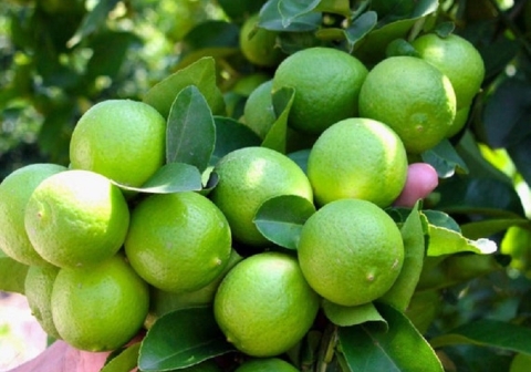 [Market News] Tỉnh Long An xuất khẩu thành công trái chanh trực tiếp sang Trung Đông