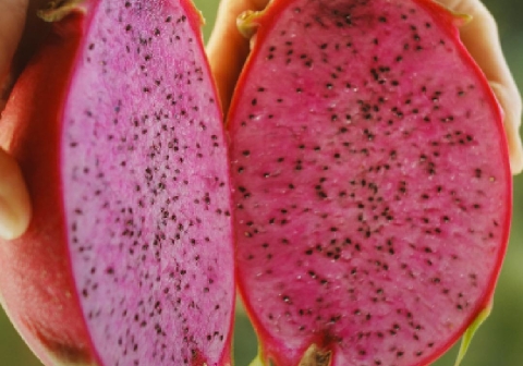 Saola Farm xuất khẩu Thanh Long Đỏ vào thị trường Hàn Quốc