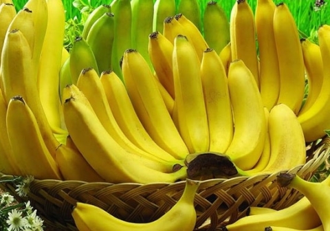 [Market News] Việt Nam là nước cung cấp chuối lớn nhất cho thị trường Trung Quốc