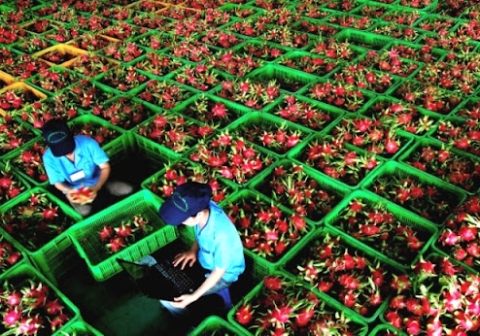 [Market News] Xuất khẩu thuận lợi, giá thanh long tăng vọt