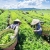 [Market News] Chè đứng top 5 thế giới, 2 tháng thu về gần 30 triệu USD