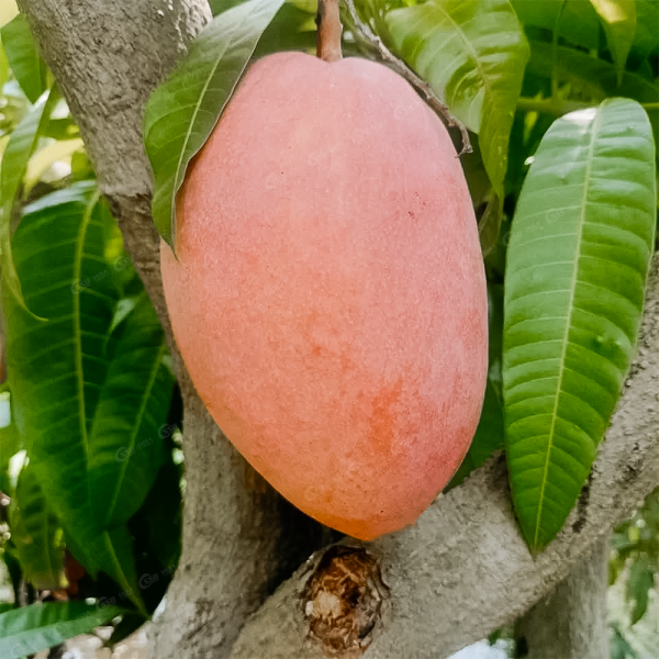 Xoài Đỏ Ngọc Vân